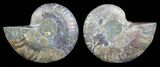 Polished Ammonite Pair - Agatized #59437-1